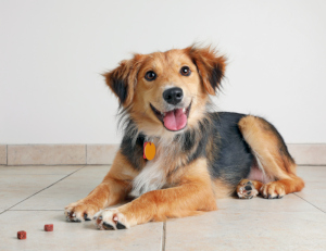 take your four-legged friend into account when choosing your flooring